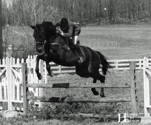 Rocket - Photo by Horses by Harmon