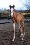 Masquerade's Foal